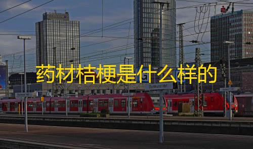 直装和平精英下载药材桔梗是什么样的